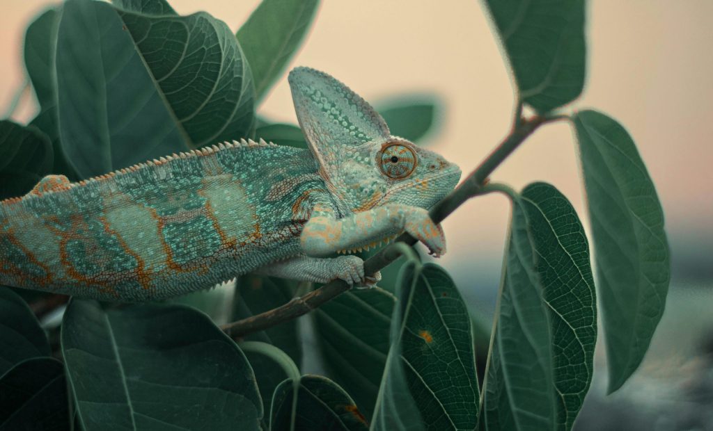 A chameleon camouflaged among green leaves showcases its vivid colors in a natural setting.