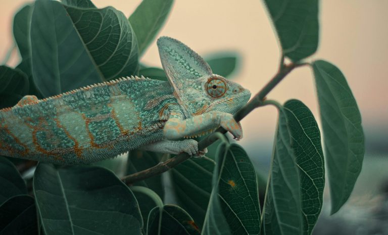 A chameleon camouflaged among green leaves showcases its vivid colors in a natural setting.