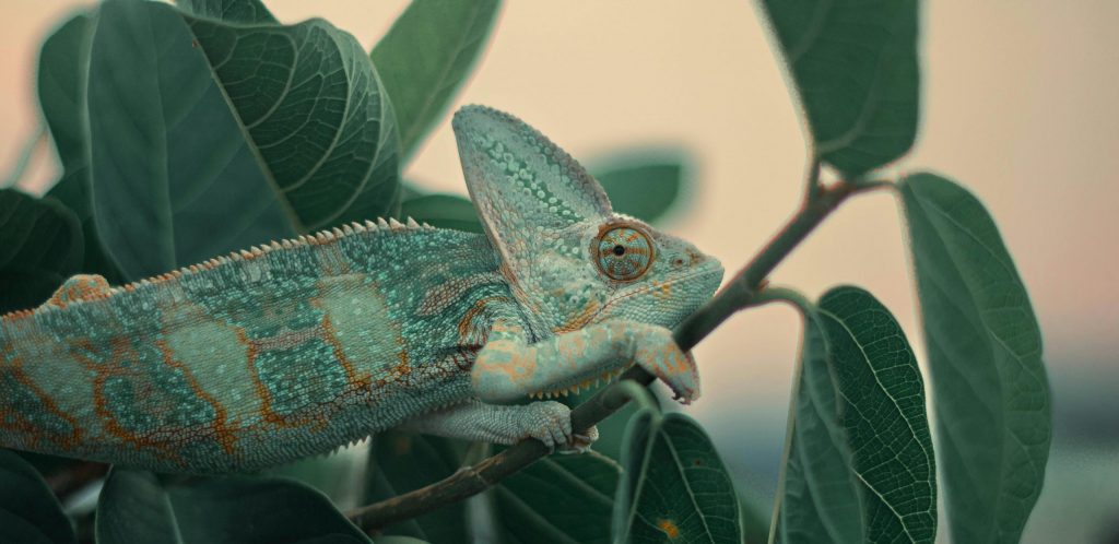 A chameleon camouflaged among green leaves showcases its vivid colors in a natural setting.